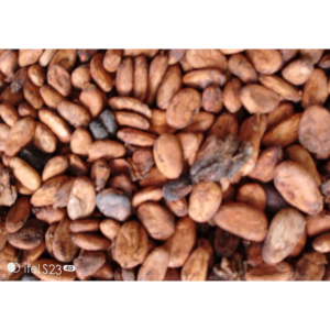 DRIED COCOA BEANS