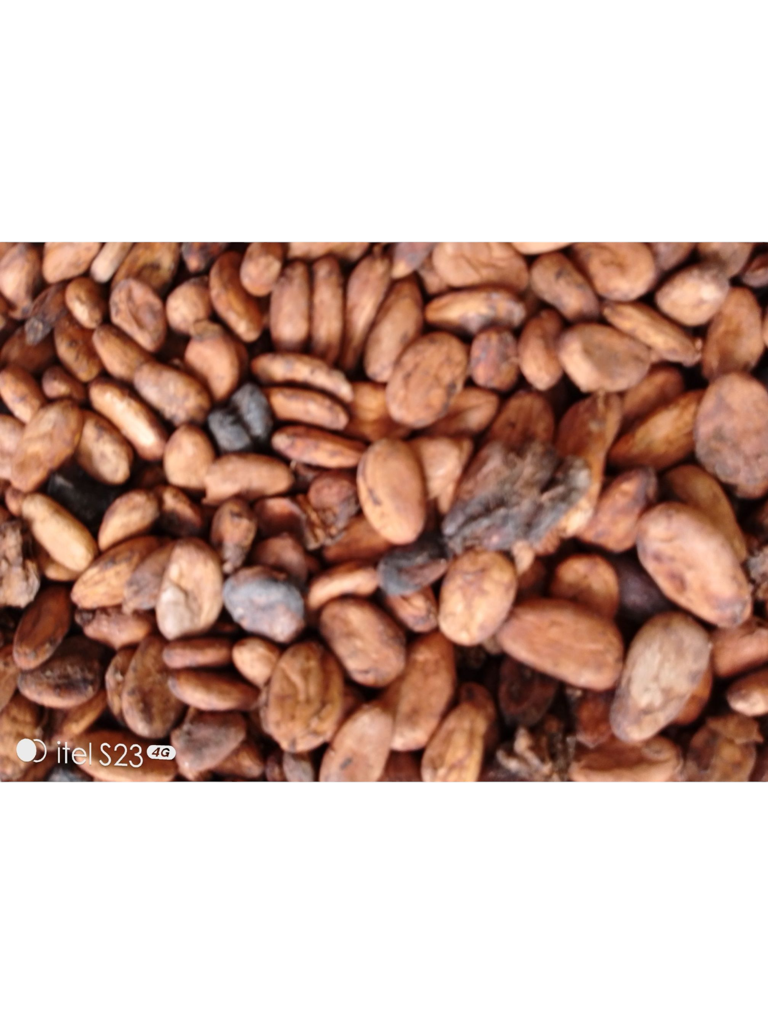 DRIED COCOA BEANS