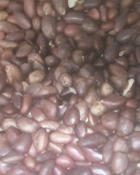 palm kernel cakes (pkc).