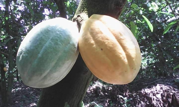 photoroom 20250201 164314 (2)