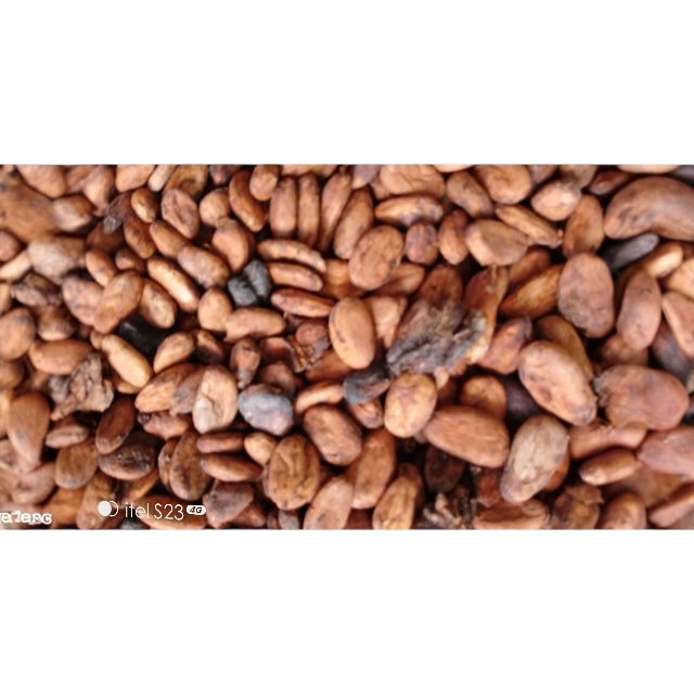 Premium Nigerian Cocoa Beans