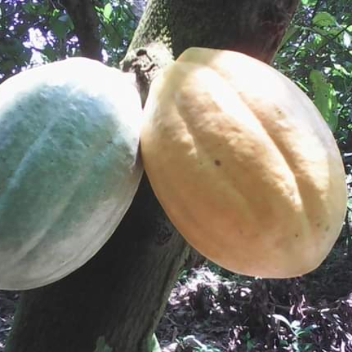 Awsel Global Solutions – Premium Cocoa Exporters